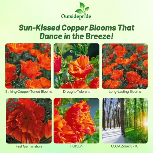 Miniatura 2 de Outsidepride California Copper Swirl - Semillas de amapola para plantar, 100 piezas anuales, tolerantes a la sequía y fáciles de cultivar semillas