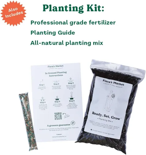 Miniatura 2 de Romero toscano: incluye kit de plantación (1 galón)