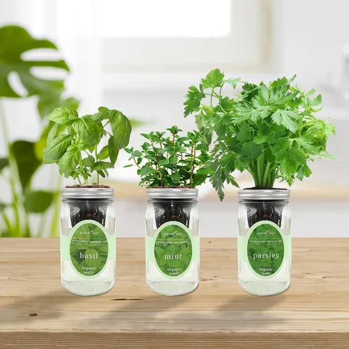 Miniatura 3 de Kit de cultivo de hierbas hidropónicas, kit de inicio de jardín de hierbas con riego automático en tarro de masón para interiores, jardín de hierbas