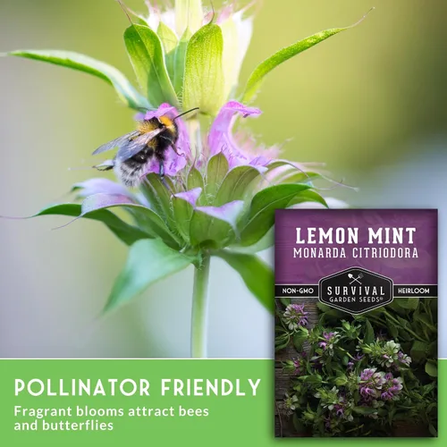 Miniatura 3 de Semillas de limón y menta para plantar (Monarda Citriodora) Bálsamo de abeja de limón/menta de caballo, hierbas medicinales y plantas de jardín