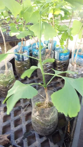 Planta de plántulas de Ginkgo Biloba, 2 años, árbol más antiguo del mundo. Hoja dividida. Raíces envueltas.