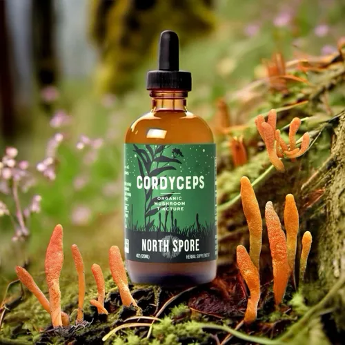 Miniatura 5 de North Spore Cordyceps - Tintura de extracto de hongo, gotas diarias líquidas para energía, resistencia, rendimiento, Cordyceps Militaris orgánico