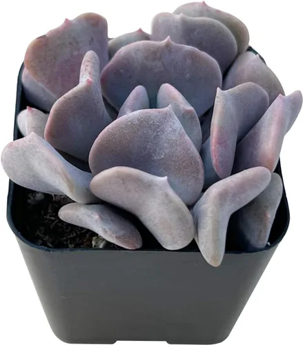 Miniatura 14 de Sprout N Green Echeveria 'Baekya', planta suculenta viva de 'White Night' totalmente enraizada en maceta de 2 pulgadas, decoración de boda