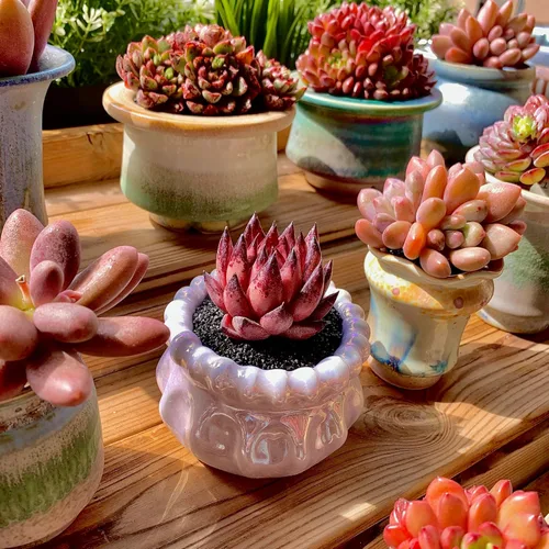 Miniatura 5 de Echeveria Agavoides Romeo - Plantas suculentas vivas raras, planta roja de 1 cabeza de 2.7 pulgadas, raíz desnuda sin tierra para maceta, escritorio