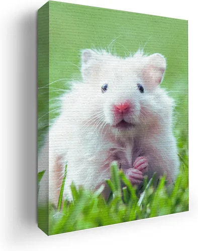 Miniatura 80 de Mavis Print - Lienzo decorativo para pared con diseño de conejo/conejo, 36 x 36 pulgadas, decoración de pared de animales impresos en HD y marco