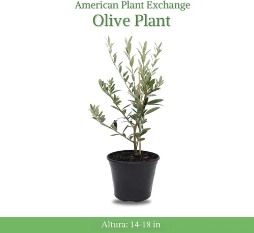 Miniatura 2 de American Plant Exchange - Olivo arbequina – Planta viva en maceta de 5 pulgadas, árbol frutal, variedad comestible resistente al frío