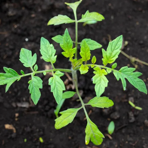 Miniatura 2 de Seed Needs Semillas de tomate cereza negra para plantar, reliquia sin OMG y sin tratar, variedad indeterminada para plantar un huerto al aire libre