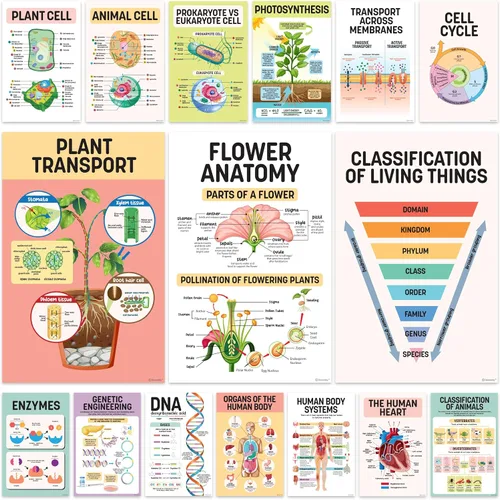Decorably 16 pósteres de biología para aula, 11 x 17 pulgadas, póster de ciencia educativa laminado mate para aula, pasillos escolares, tablones de