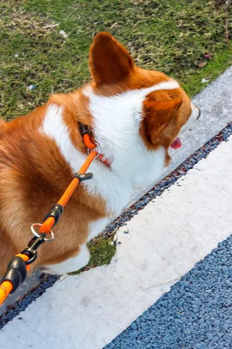 Miniatura 4 de LOS ANDES Collar para perro con tapón deslizable, gargantilla antitirones, collar martingala para perros pequeños, medianos y grandes, nailon, Negro