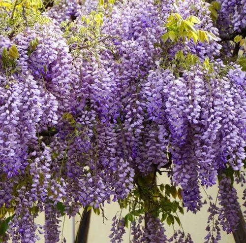 Votaniki Chinese Wisteria Pot Root Start – Perenne, flor fragante, planta de glicina azul china, bajo mantenimiento, fácil de cultivar (1 unidad)
