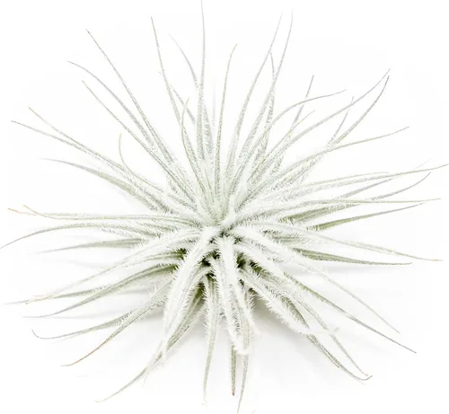 Planta de aire grande Tectorum Ecuador - Plantas suculentas de interior de Tillandsia vivas - Disponible al por mayor y a granel - Decoración para