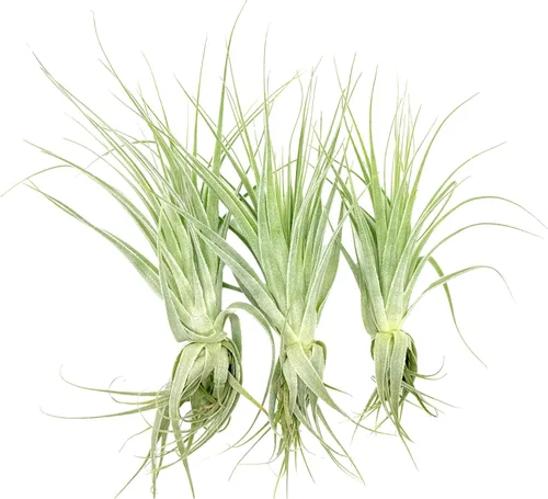 Planta de aire vivo – Tillandsia Gardneri 5-7 pulgadas – 3 unidades – ragnaroc Rare Collectors Planta tropical de interior – Llegada viva
