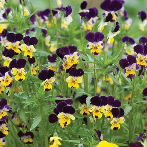 Miniatura 2 de 500 semillas de flores de viola Johnny Jump UP Helen Mount Tricolor Flower
