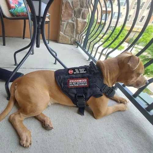 Miniatura 5 de 10 Piezas de Emblema de Servicio para Perros K9 "Por Favor No Me Acaricien" en Entrenamiento Sin Tocar Insignia Completa Bordada para Arnés