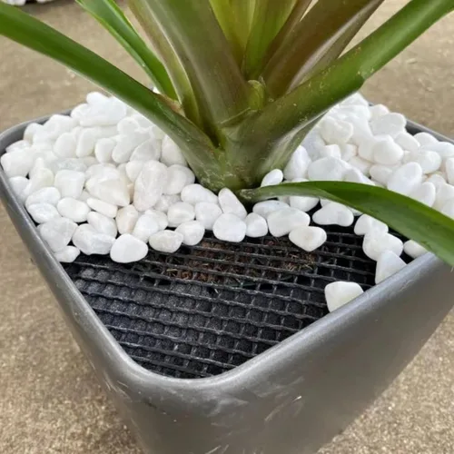 Miniatura 5 de Curtis Wagner Plastics Plant Guard - Protector de plantas de 16 pulgadas de diámetro, paquete de 2 Protector de plantas de gatos y animales