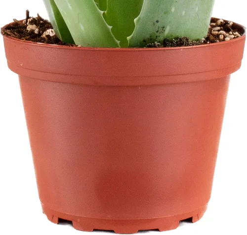 Miniatura 2 de Tienda de Suculentas Planta de Suculenta de Aloe Vera, Plantas Difíciles de Matar, Planta de Suculenta Viva Totalmente Enraizada de 10 cm, Planta