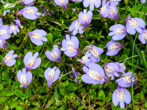 Miniatura 10 de Greenwood Nursery: Plantas vivas de cobertura del suelo - Bugleweed Blueberry Muffin + Ajuga Reptans - [Cantidad: 1x Maceta de Pinta]
