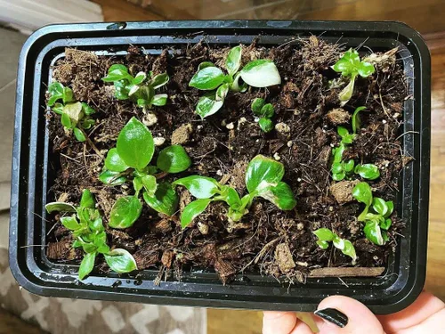 Miniatura 8 de Noot Rooting Rescue Mix - 1 cuarto de galón - Chips de fibra de coco Fibras de fibra de coco Perlita gruesa - Tratamiento de pudrición de raíces