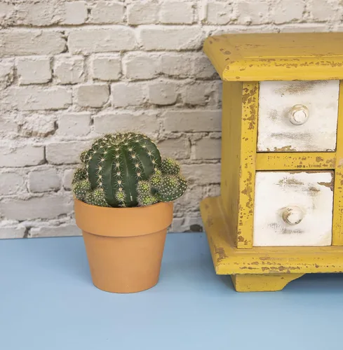 Miniatura 4 de Plantas de cactus viven en maceta de arcilla, cactus vivo en maceta en tierra de cactus, mini cactus vivos, plantas suculentas vivas, cactus vivos