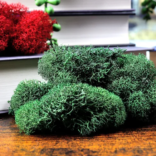 Musgo de reno preservado verde bosque, 2 onzas, para interiores y exteriores, para plantas en maceta, terrarios, jardines de hadas, artes y