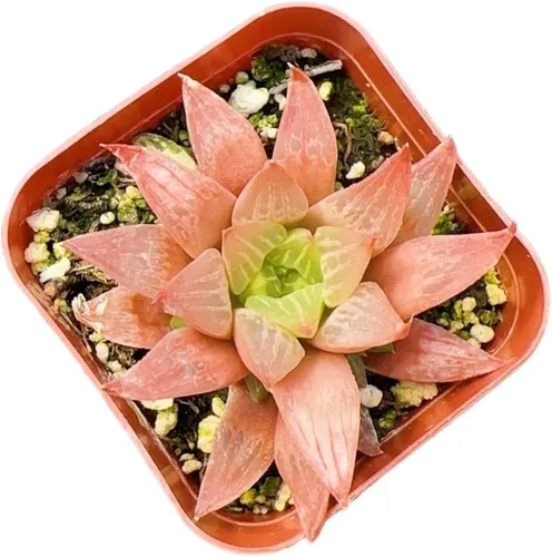 Plantas Haworthia vivas (maceta de 2" retusa f. geraldii)