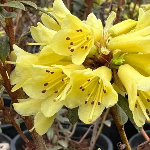 Miniatura 19 de Grandes plantas de rododendro blanco brillante de 1 galón vivas, plantas de azalea de 1 a 3 años de edad, arbustos vivos para plantar, muy bien