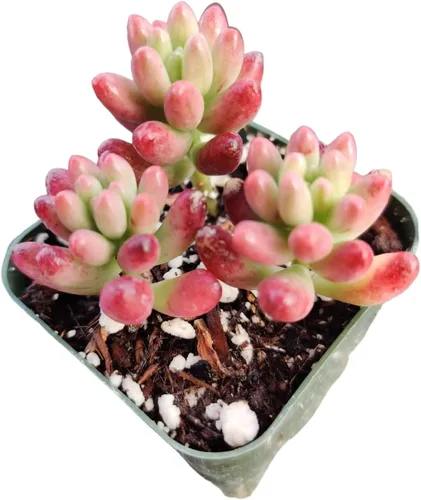 Miniatura 5 de Plantas suculentas vivas Plantas Sedum (2 "Pot Sedum Adolphi Firestorm)