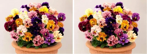 Semillas de pensamiento mixtas con volantes con volantes, más de 40 semillas para plantar frizzle Sizzle Flower (paquete de 2)
