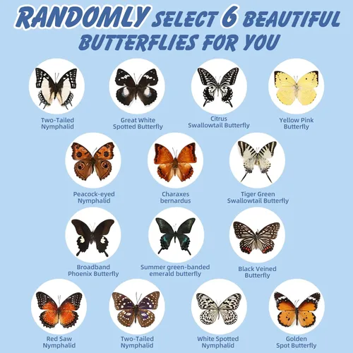 Miniatura 3 de WTUAWB 6 piezas de mariposa de taxidermia real – especímenes de producción creativa de bricolaje, animales de taxidermia para caja de sombra