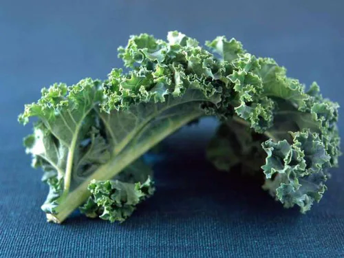 Miniatura 3 de Kale, Premier Seeds, sin OMG, 100 semillas por paquete. Alto rendimiento Nombre del producto