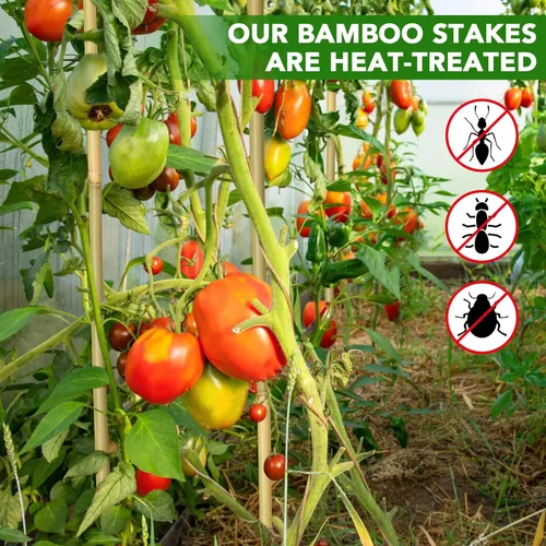Miniatura 3 de 60 estacas de bambú para plantas de 3 pies, estacas de bambú para plantas de jardín para soporte de plantas, plantas trepadoras, tomates, girasoles