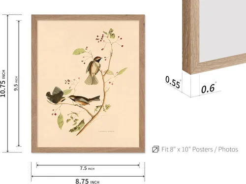 Miniatura 3 de Poster Master Póster Vintage de Titmouse Canadiense - Impresión Retro de Aves de América - Arte de Aves - Regalo para Hombres, Mujeres y Amantes