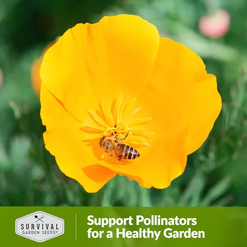 Miniatura 5 de Survival Garden Seeds Golden West California Poppy - Paquete de semillas con instrucciones para cultivar Eschscholzia Californica en tu huerto