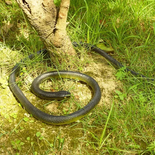 Miniatura 7 de 6 piezas de serpientes de goma grandes realistas de plástico falso, juguetes de serpiente para mantener a los pájaros alejados para accesorios