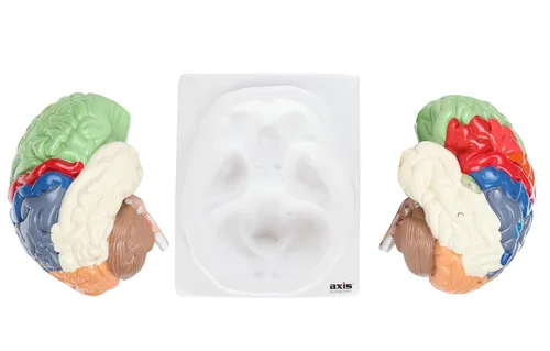 Miniatura 4 de Axis Scientific cerebro humano con regiones rotuladas, tamaño real. Incluye manual colorido del producto (idioma español no garantizado), base