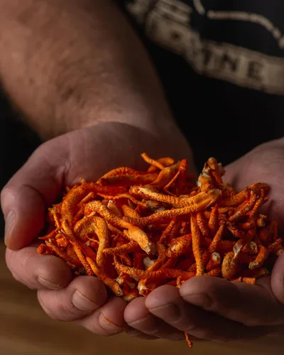 Miniatura 11 de Mezcla Cordyceps de bienestar de hongos con cápsulas Reishi: cápsulas orgánicas de hongos, suplemento en polvo de hongos, apoya el sistema