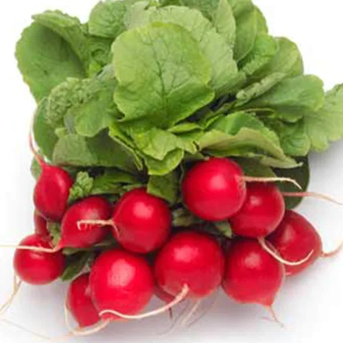 Semillas orgánicas de rábano Cherry Belle - 1 onza ~ 2,675 semillas - Sin OMG, polinizado abierto, reliquia, semillas de jardinería vegetal