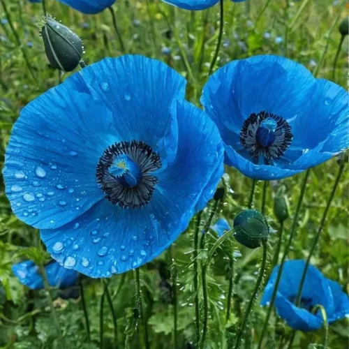 Miniatura 3 de Semillas mixtas de amapola para plantar, más de 10000 semillas de amapola de California de polinización abierta, sin OMG