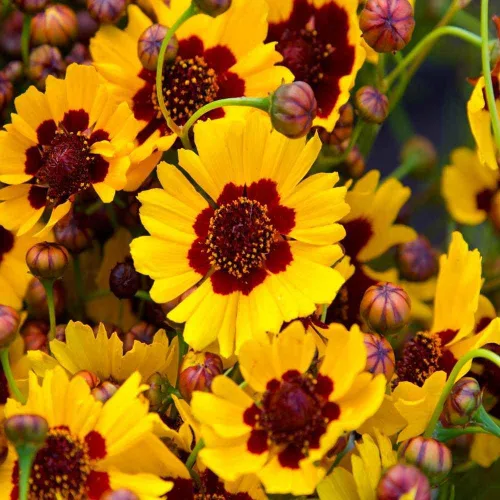 Miniatura 2 de Coreopsis Plains Tall Seed, 100 semillas de flores, amarillo brillante con centros rojos.