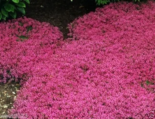 Miniatura 3 de Semillas de tomillo rastrero - Alfombra mágica - Thymus Serpyllum - Cubierta de suelo perenne!