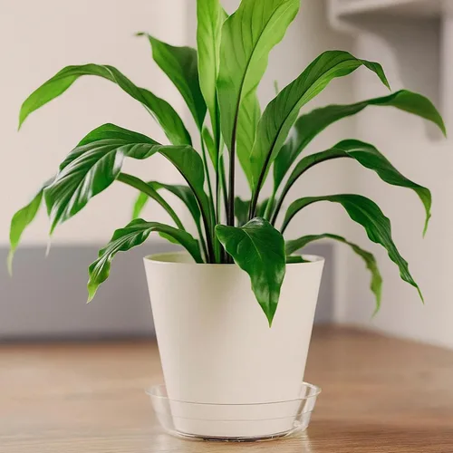 Miniatura 5 de Curtis Wagner Plastics - Platillos para plantas (paquete de 5), transparentes, redondos