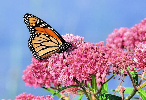 Miniatura 2 de Semillas nativas de algodoncillo de pantano para plantar (100 semillas) - Asclepias incarnata - Ideal para mariposa