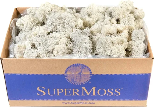SuperMoss (23197) Musgo de reno, musgo preservado suave para decoración del hogar, manualidades, terrarios, diseño floral y decoraciones de boda,