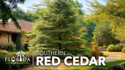 Miniatura 2 de Árbol de cedro rojo del sur 30 plantas vivas Juniperus virginiana Silicicola Árboles resistentes de hoja perenne de rápido crecimiento