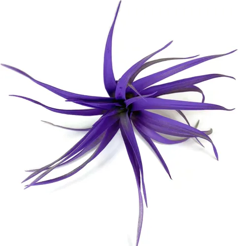 Planta de aire Capitata coloreada, Tillandsia, planta de aire, purificación de aire, planta de casa, decoración del hogar y regalo, planta viva