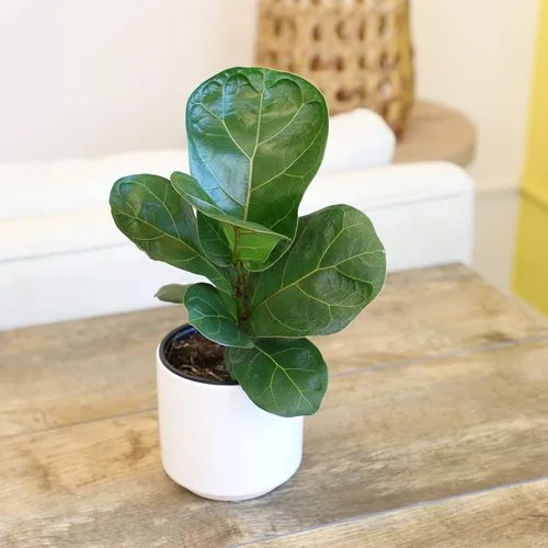 Miniatura 3 de Plantas for Pets - Higuera de hoja de violín (paquete de 4), paquete de plantas Ficus Lyrata, entrega de plantas vivas de Ficus, decoración popular