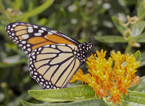 Miniatura 4 de Paquete de 25 Semillas Premium de Orange Milkweed (Asclepias tuberosa) Butterfly Lady's