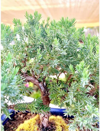 Miniatura 3 de Árbol bonsái de enebro enano vivo Interior/exterior 100% hecho a mano Decoración para el hogar y la oficina El mejor regalo para vacaciones