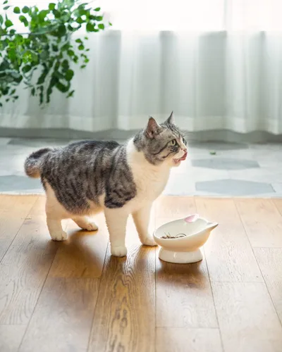 Miniatura 7 de 2 piezas de tazón de comida para gatos elevado de cerámica, tazones de comida inclinados 15°, protegen la columna vertebral del gato, antivómito