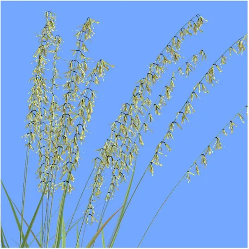 Miniatura 2 de Everwilde Farms - Semillas de hierba nativa Grama de avena lateral de 1/4 lb - Gold Vault